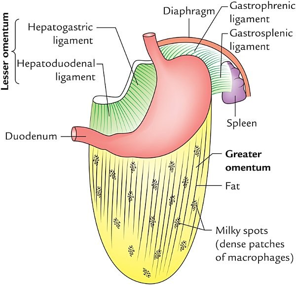 greater omentum, general view