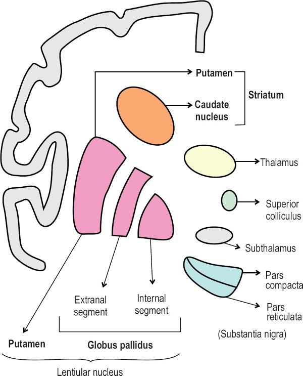 Parts of basal ganglia