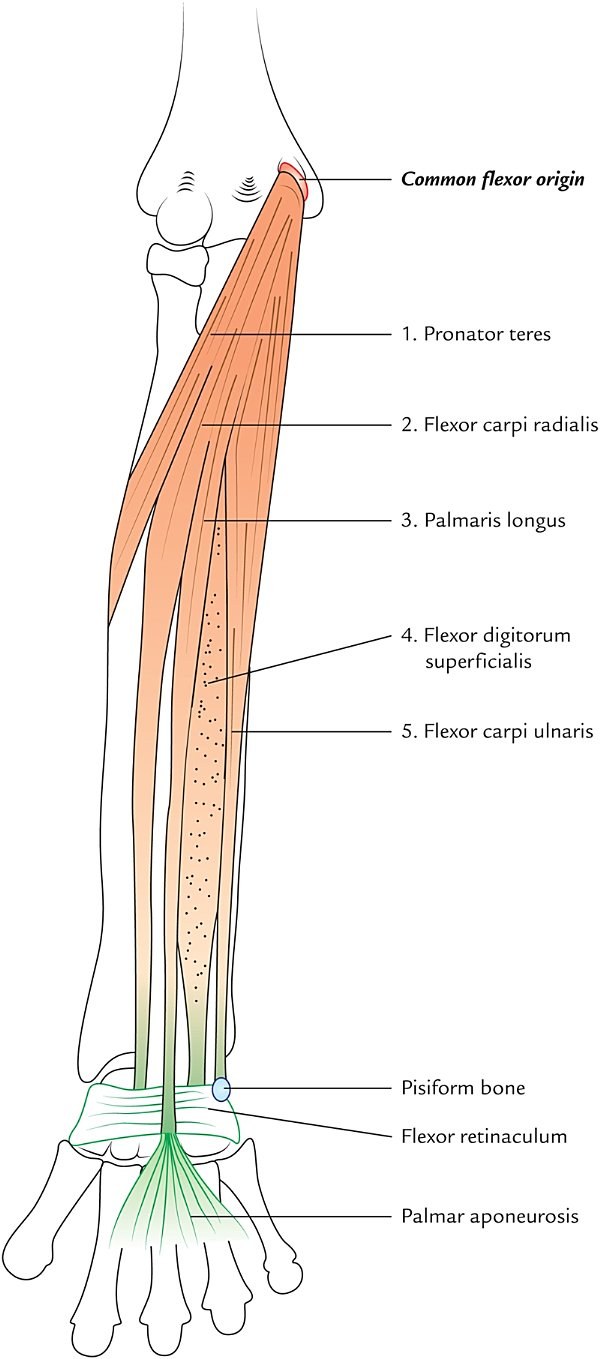 superficial muscles of the front of the forearm