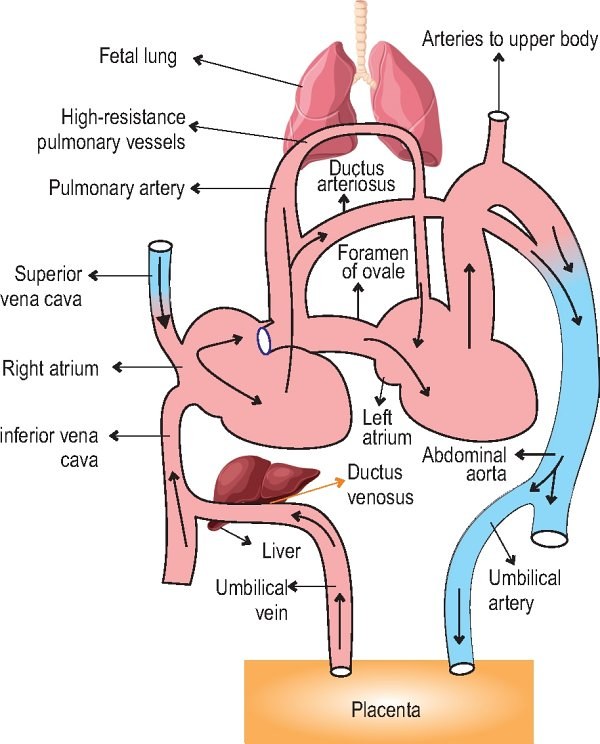 Fetal circulation, schematic diagram