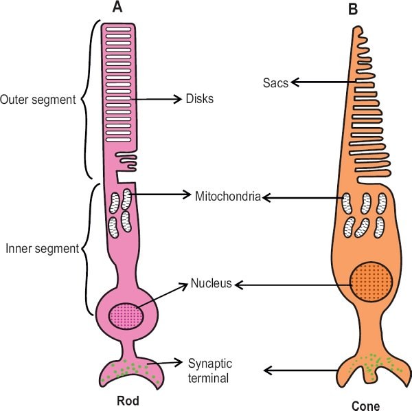 Structure of rod and cone photoreceptors
