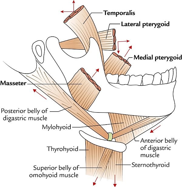 muscles of mastication, movements at the temporomandibular joint