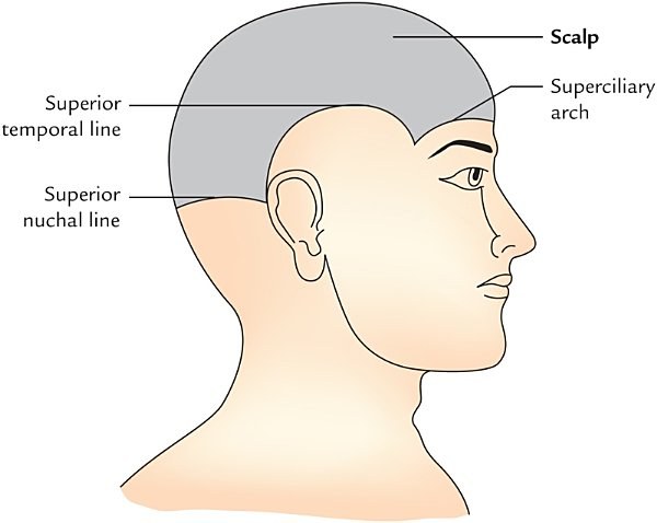 extent of the scalp