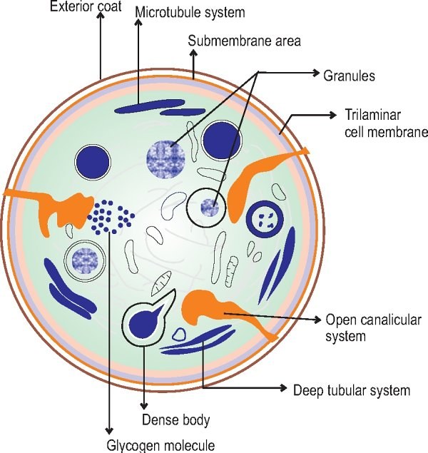 Platelet structure
