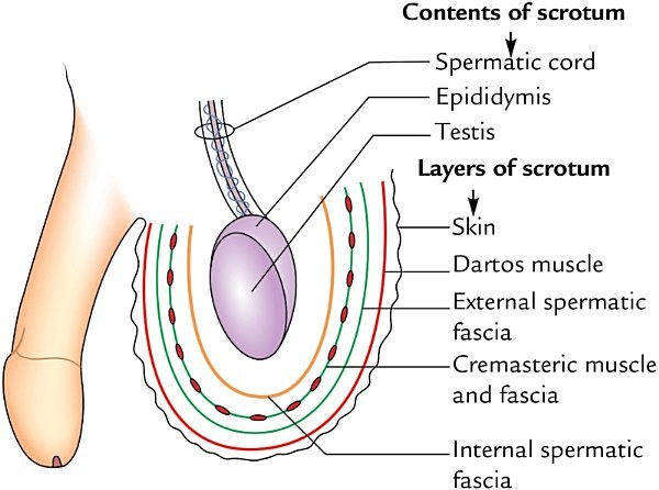 layers of the scrotum and structures within it