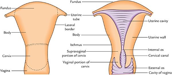 subdivisions of the uterus