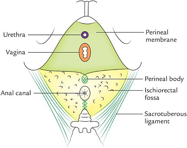 surface view of the ischiorectal fossa and perineal membrane