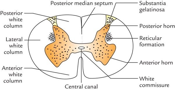 internal structure of the spinal cord in cross-section