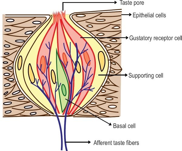 Structure of a taste bud