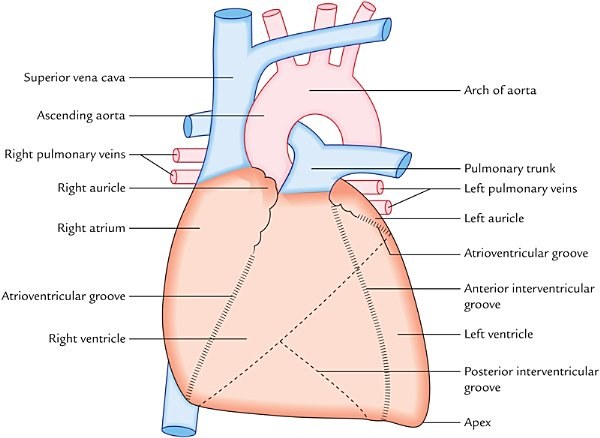 sternocostal (anterior) surface of the heart