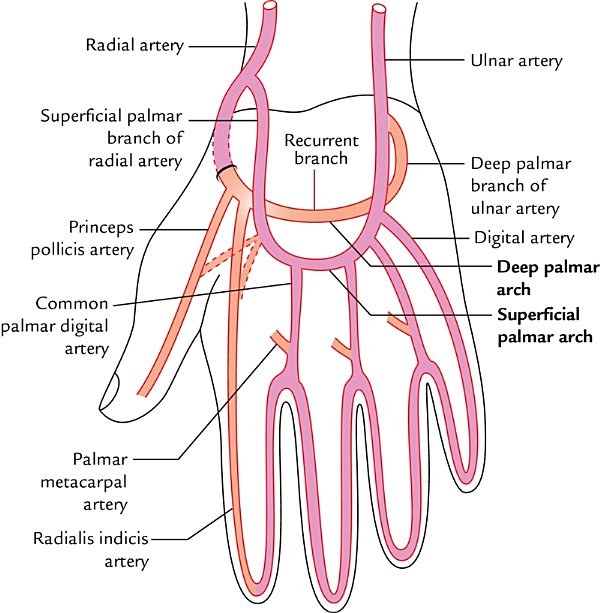 superficial and deep palmar arterial arches