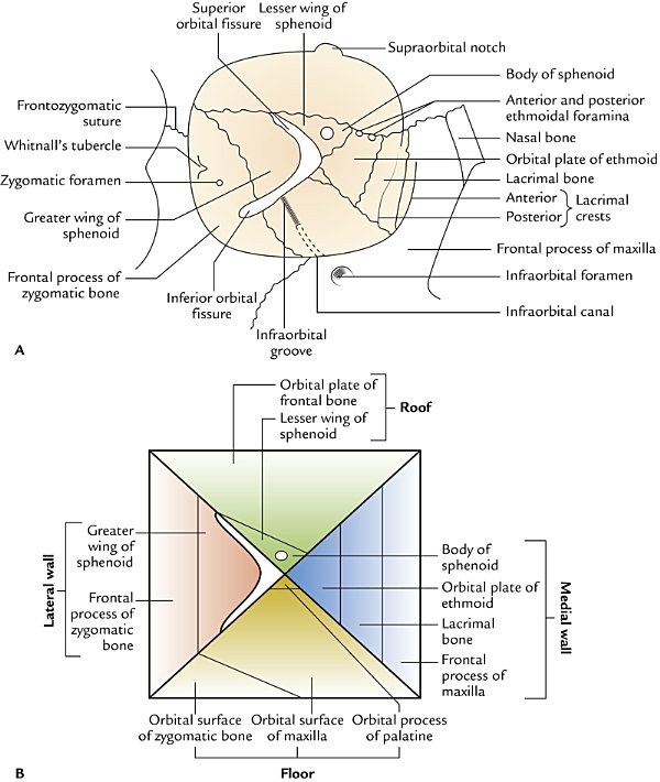 orbital margins and the bones forming its walls