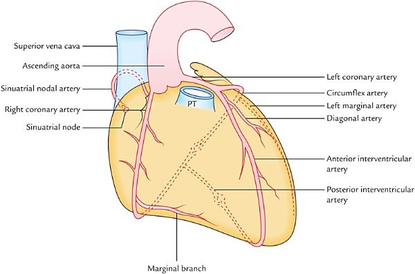 arterial supply of the heart