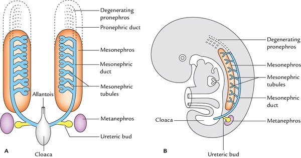 three successive kidneys, ventral and lateral views