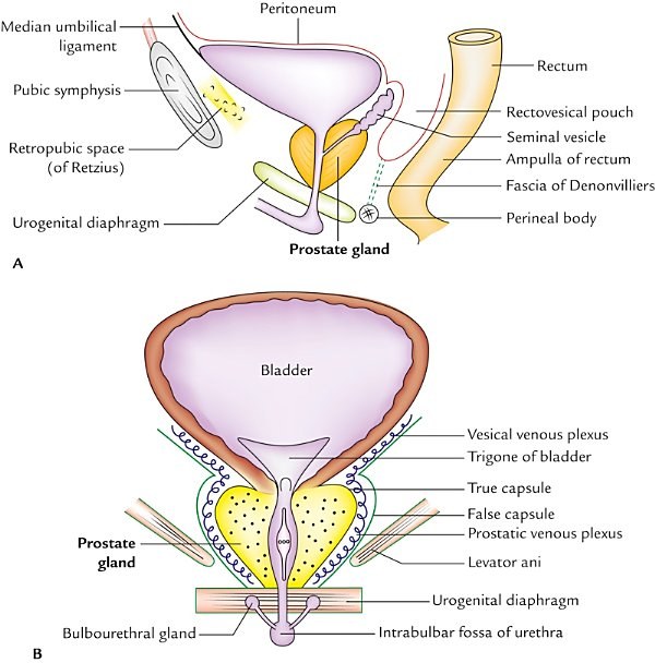 location of the prostate, sagittal and coronal sections