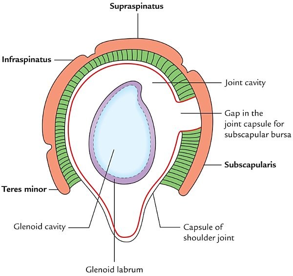 musculotendinous (rotator) cuff