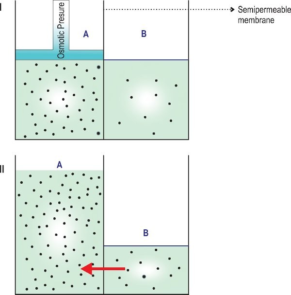 Osmosis across a semipermeable membrane, before and after equilibrium