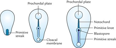 dorsal view of embryonic disc, notochord development