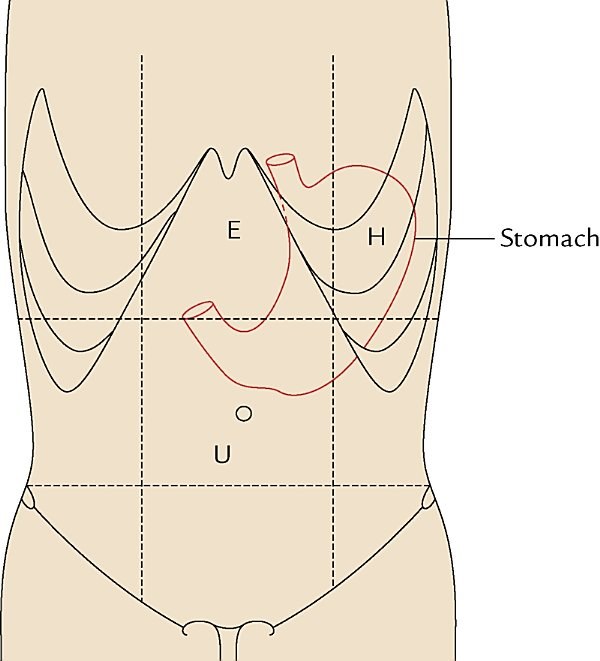 location of the stomach, anterior abdominal wall regions