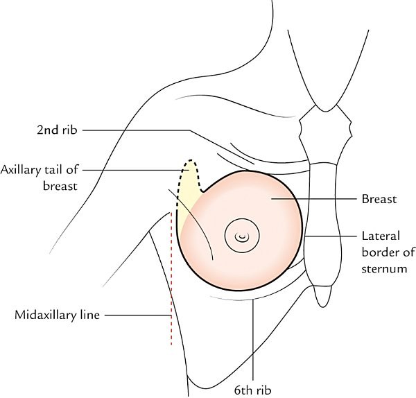 location and extent of the breast