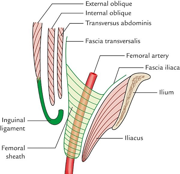 formation of the femoral sheath, lateral view