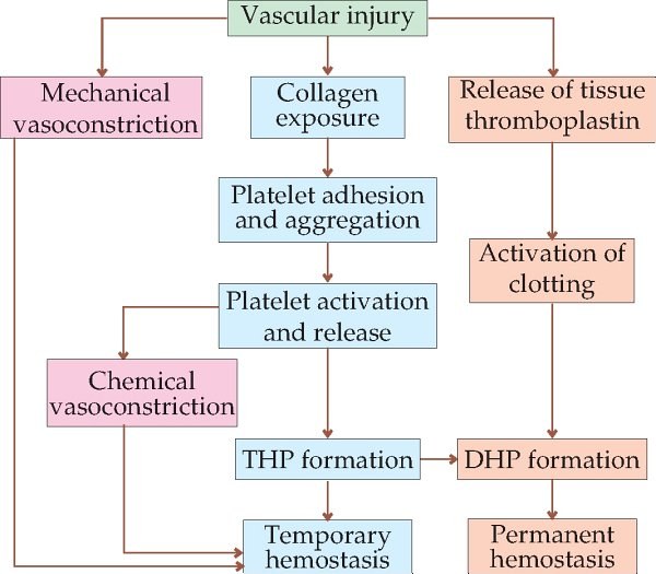 Mechanisms of hemostasis, overview flow