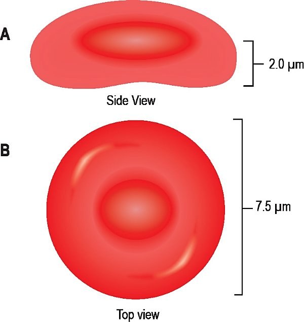 Red cell shape, side view and surface view
