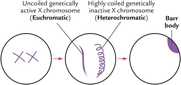formation of sex chromatin in a female