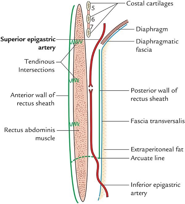 anterior and posterior walls of the rectus sheath, sagittal section