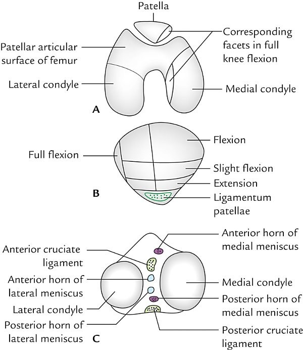 articular surfaces of the knee joint, femoral and tibial condyles