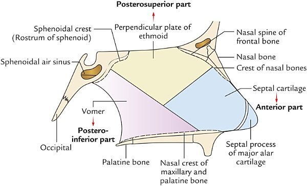 formation of the nasal septum
