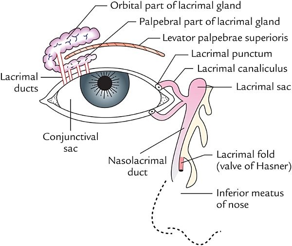lacrimal apparatus, overview