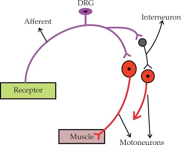 Components of a spinal reflex arc