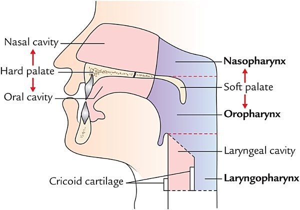 subdivisions of the pharynx