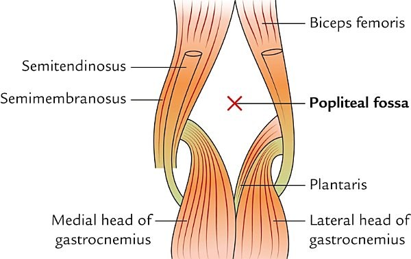 boundaries of the popliteal fossa
