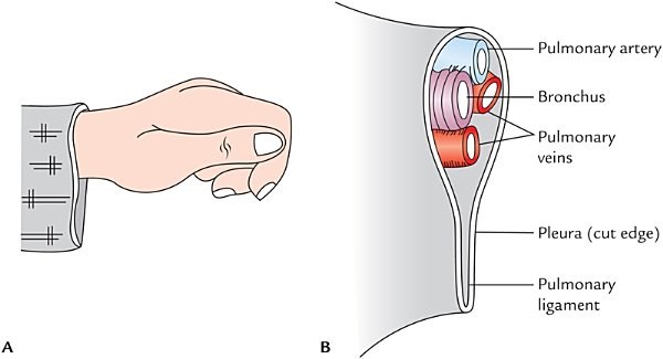 root of the lung and pulmonary ligament, cuff analogy