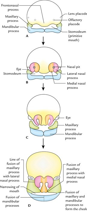 Development of face, facial primordia around the stomodeum