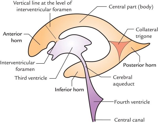 ventricular system, lateral view
