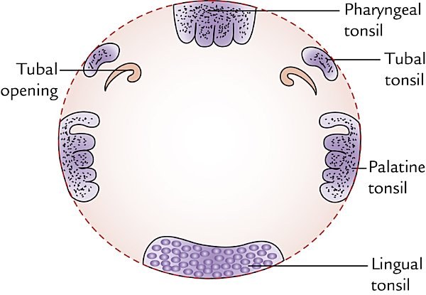 Waldeyer's ring, circle of tonsils