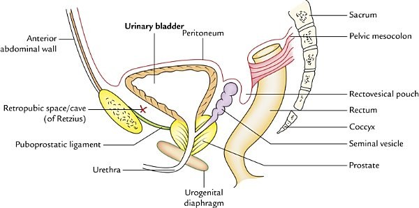 location of the urinary bladder in the male pelvis, with peritoneal reflection