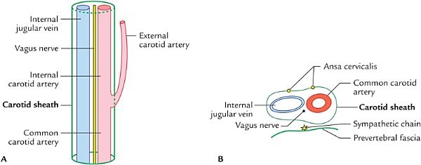 carotid sheath, surface and sectional views