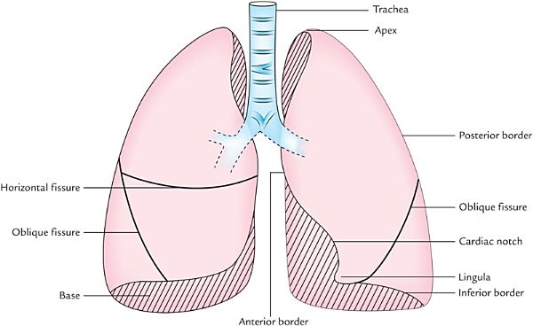 trachea and lungs, anterior view
