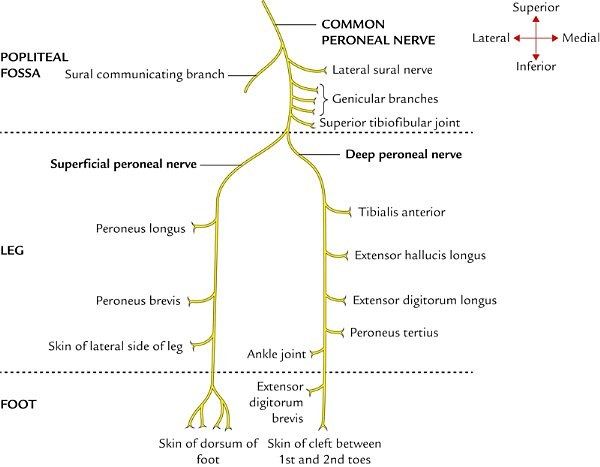 course and terminal branches of the common peroneal nerve