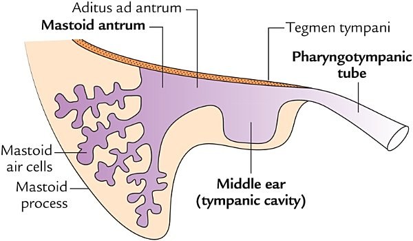 middle ear with the pharyngotympanic tube and mastoid antrum