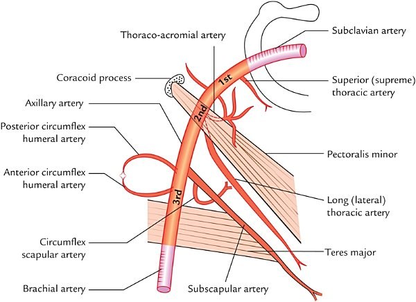 course and branches of the axillary artery