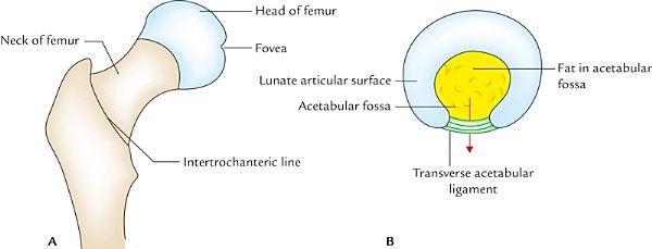 articular surfaces of the hip joint