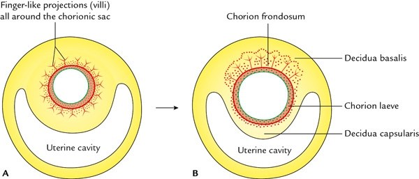 formation of chorion frondosum and chorion laeve