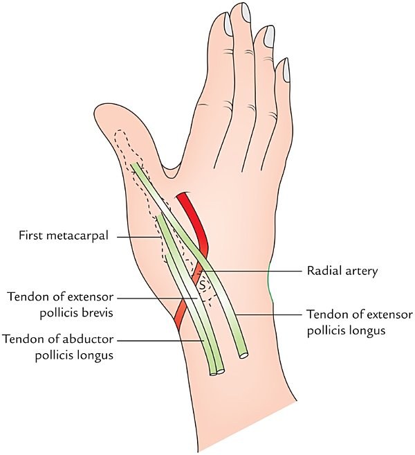 dorsum of hand, boundaries and contents of the anatomical snuff-box