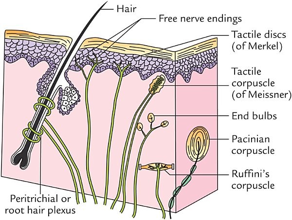 sensory nerve endings in the skin