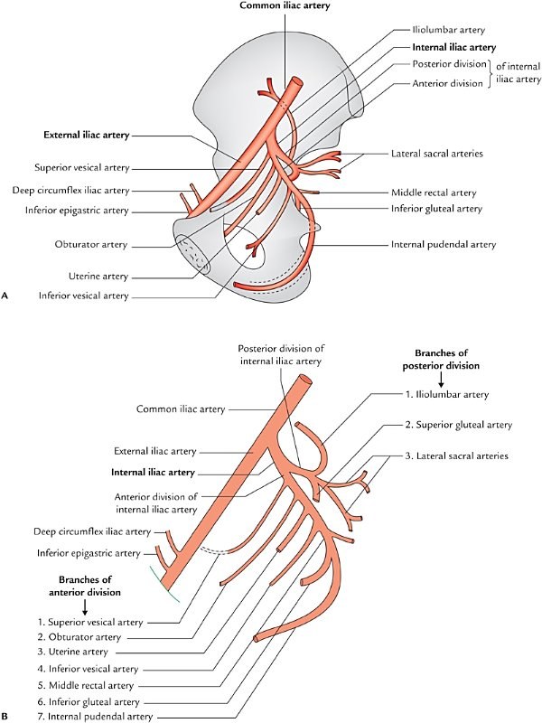 internal iliac artery, course and branches in relation to the hip bone